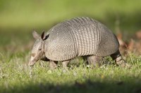 An armadillo in a field.