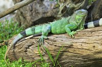 Green iguana on wooden stump