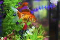 An outbreak of ich can be lethal to your aquarium.