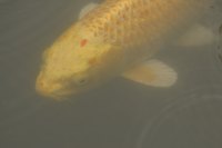 Rust will lower your pond's water quality.