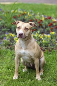 The American pit bull terrier is recognized by the United Kennel Club but not the American Kennel Club.