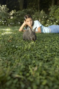 Rabbits love munching on sweet clover.