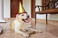 A happy dog wearing a party hat resting on the floor with a bone.