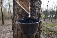 Latex flows down an incision in the rubber tree's bark and collects in a cup.