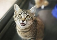 Cat crying while sitting beside window.