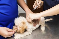 Dog receiving shot at vet's office.
