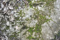 Fungi, such as mold, are nature's waste digesters.