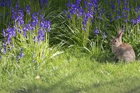 Keep animals from destroying your garden with a combination of exclusion and deterrents.