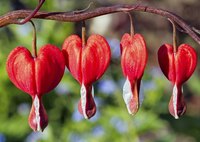 Bleeding heart blooms last up to two weeks in cut flower arrangements.