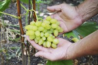 A man holding a bunch of grapes on the vine in his garden.