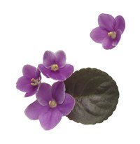 African violets can be propagated by seeds, leaves and stems.