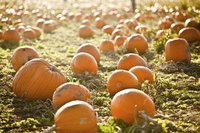Pumpkin patch.