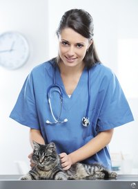 Your vet will draw your cat's blood in the office to perform a blood test.