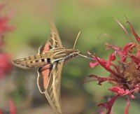 Tomato hornworms mature into spectacular sphinx moths.