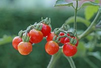 Cherry tomatoes bear fruit in abundant clusters.