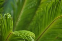 Cycads are pretty, but not exactly friendly.