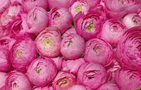 Temperature is key when forcing peony buds to open.