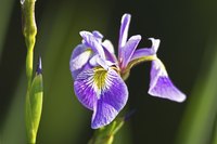 Irises produce multiple flowers on a single stem.