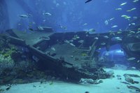 Shipwreck underneath the water.