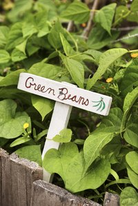 All beans need sun, rich soil and moisture to grow to maturity.