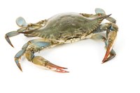 Blue crabs raised in freshwater have a high survival rate.