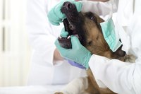 Vet examining a dog's teeth in office.