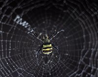 Remove spider webs to prevent spiders on the balcony.
