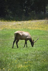 Deer often feed on plants you wish to preserve.