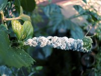Mealybugs are often found on the leaves of citrus.