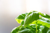 A close-up of of basil leaves.