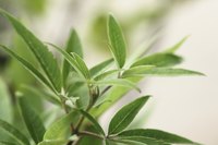 The leaves of a vitex plant.