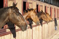 They're waiting for their hay and grain.