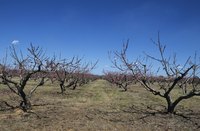 Lime sulfur is used as a natural pesticide on dormant fruit trees.