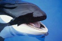 Orcas have distinctive black and white markings.