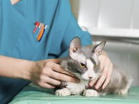 Kitty may visit the vet for a preanesthetic blood screening.