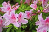 Close-up of pink azaleas
