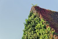 Climbing hydrangeas bloom in the "lacecap" style.