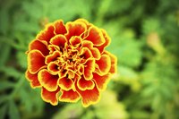 Marigolds fill annual borders with vivid colors.