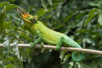 Many common pet lizard species, such as Jackson's chameleons (Trioceros jacksonii), give live birth.