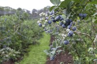 Growing blueberries in central and southern Indiana often requires the addition of organic material to the soil.