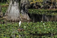 Wildlife flourishes in East Texas' Caddo Lake State Park.