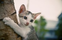 Cats have an inherent need to climb and aren't terribly picky when it comes to their choice of terrain.