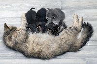 Cat nursing young kittens.