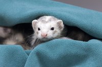 Baby ferret in green clothe.