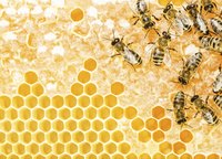 Sourwood honey, a Southern delicacy, doesn't crystalize as quickly as other honies.