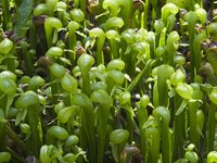 A patch of thriving green cobra lily plants.