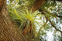 Rough tree bark provides good contact for bromeliads.