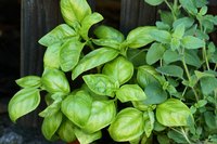 Garden basil needs 1 1/2 inches of water each week to thrive.