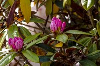Green, brown, and yellow leaves on a Rhodenderon bush.