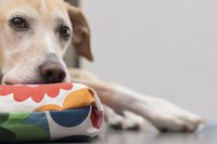 Close-up of dog resting his head on a pillow.